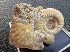 Fossiler Nautiloide cf. Aturia Eoz&auml;n Damery Frankreich Altetikett Krantz