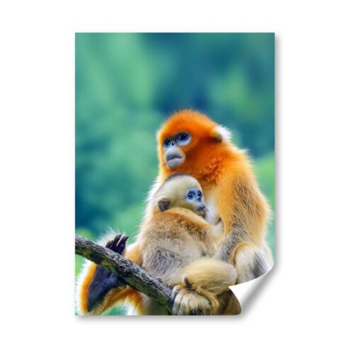 A2 - Golden Snub Nosed Monkey Mother Baby Poster 42X59.4cm280gsm #45181 - Afbeelding 1 van 6