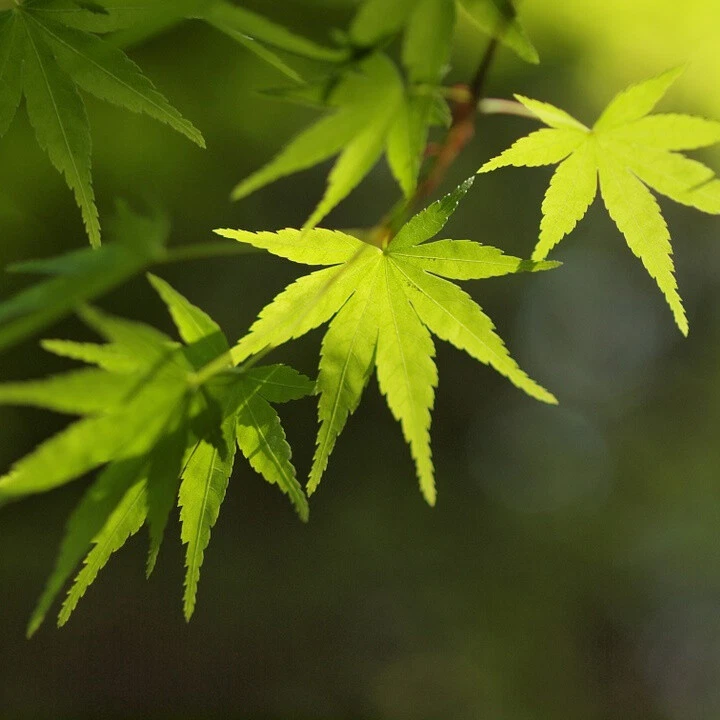 Acer palmatum (Japanese Maple Small Leaf) 20 Tree Seeds RARE Outdoor Bonsai UK - Image 2 of 3