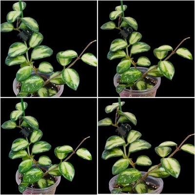 Hoya Mathilde  variegata very rare unbewurzelter 2 Blatt Ableger