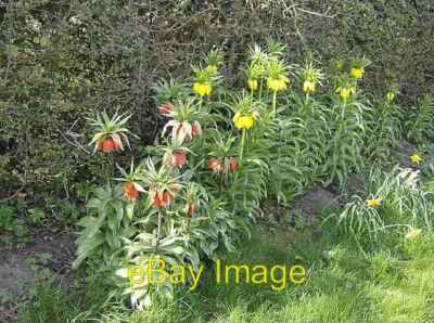 Foto 6x4 Extra Blumenbeet Beccles Diese Blumen waren um 2007 gepflanzt worden