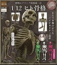 (Capsule toy) Museum Modeling Club 1 1/12 Human Skeleton [all 4 sets]