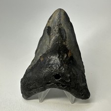 Dente di squalo megalodonte 4,38 pollici - naturale - fossile Carolina - autentico 20136