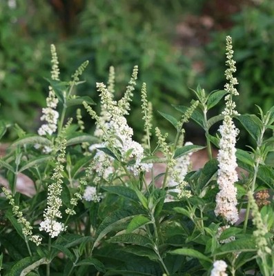 'Miss Pearl' Butterfly Bush Plant/Buddleja in a pot