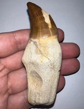 THALASSOTITAN MOSASAURIO Diente fósil Era Dinosaurio Reptil acuático 3,3 pulgadas