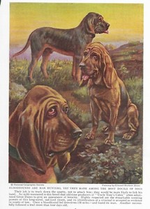 Bloodhound - Custom Matted - 1937 Vintage Color Dog Art Print