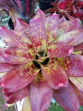 Bromeliad plants Pups