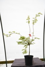 Acer palmatum 'Oto hime' Dwarf Japanese Maple1 gallon