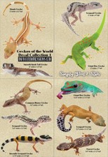 Geckos of the World Decal Collection 1 - 10 Peel and Stick Vinyl Decals