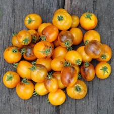 15 GOLDEN HOUR MICRO DWARF TOMATO SEEDS AREOGARDEN 2026 NON-GMO