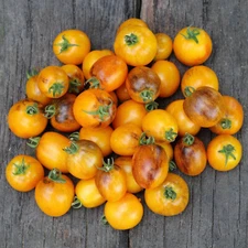 15 GOLDEN HOUR MICRO DWARF TOMATO SEEDS ~ AREOGARDEN ~ 2026 ~ NON-GMO