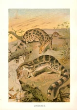1901 Antique Mammal Chromolithograph Print ~ Linsangs ~ Cats