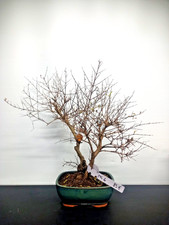 Bonsai di Melograno vaso verde mg4