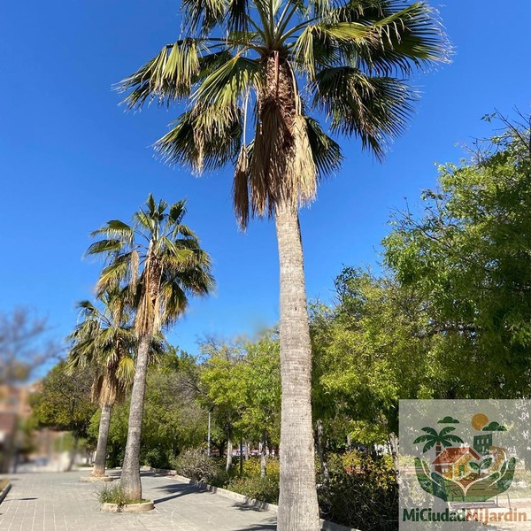 50 Semillas frescas de Washingtonia robusta (2025). Palmera de California Seeds