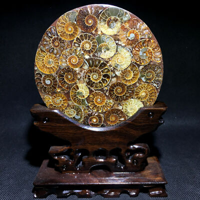 TOP! 4.5'' Natural nautilus specimen crystal healing fossil plate 1pc WITH STAND