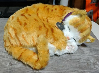 16 Perfect Petzzz Cat Amazon Photography