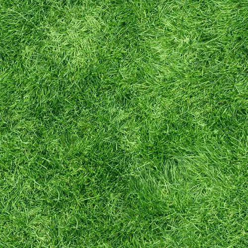 Pensacola bahia grass outlet