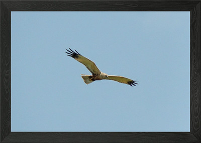 Flying harrier Gerahmtes Wandbild Poster Leinwanddruck Bild