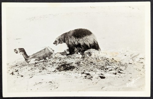 AK Echt Foto Antik Wolverine ernährt sich von Hirsch Tierbein - Bild 2 von 3