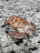 Papo - Realistic Cacouanne / Loggerhead Turtle 65005 Vinyl Figurine Toy 3"