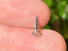 Pristiophorus Fossil Sharks Tooth Rostral Tooth California Miocene Age Rare