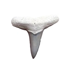 BEAUTIFUL BONE VALLEY LEMON SHARK TOOTH FOSSIL .9”