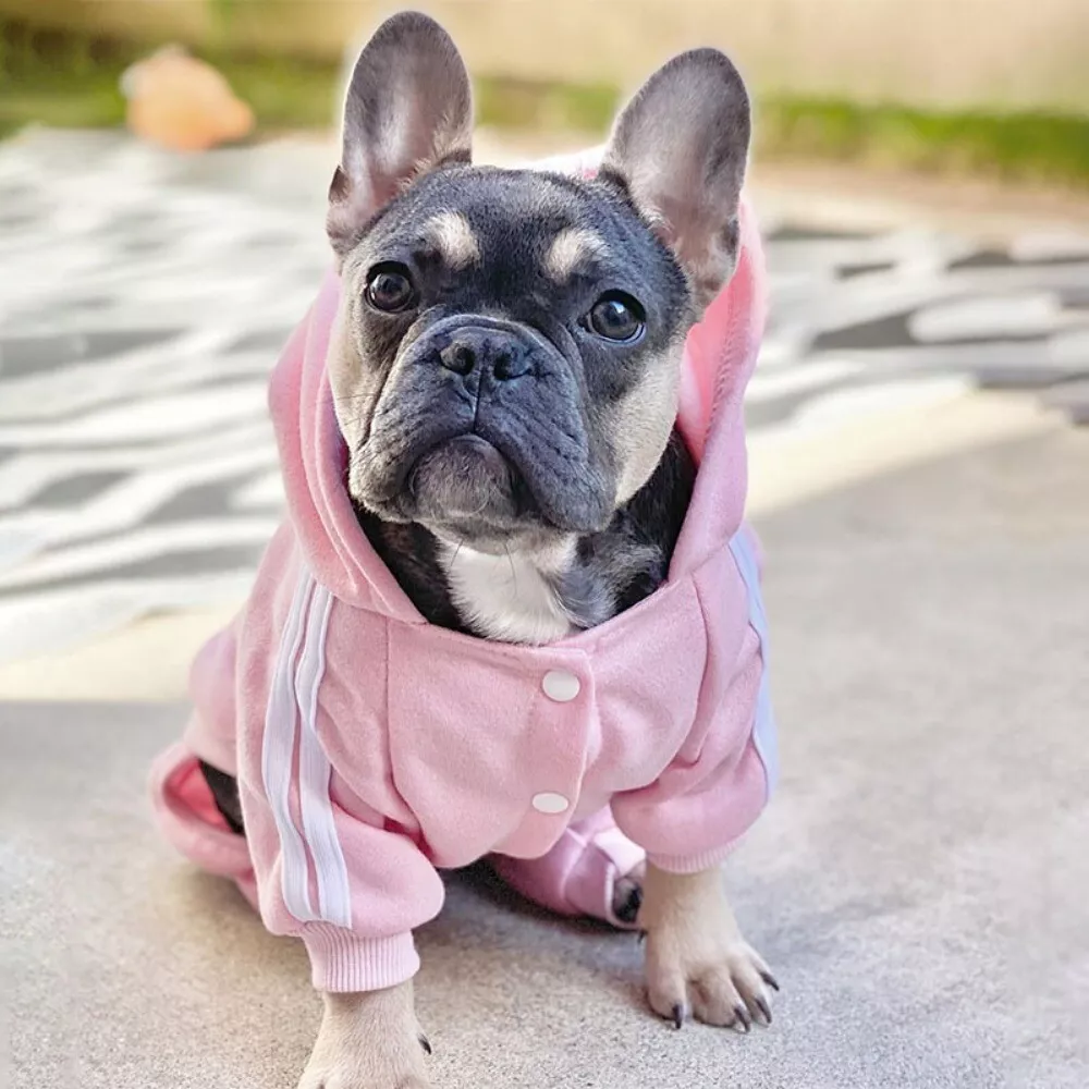 Clothes for hotsell french bulldog puppy