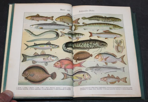 THE SOUTHERN GERMAN KITCHEN, KATHARINA PRATO, ILLUSTRATED, COLOR PLATES, GRAZ & VIENNA, 1926