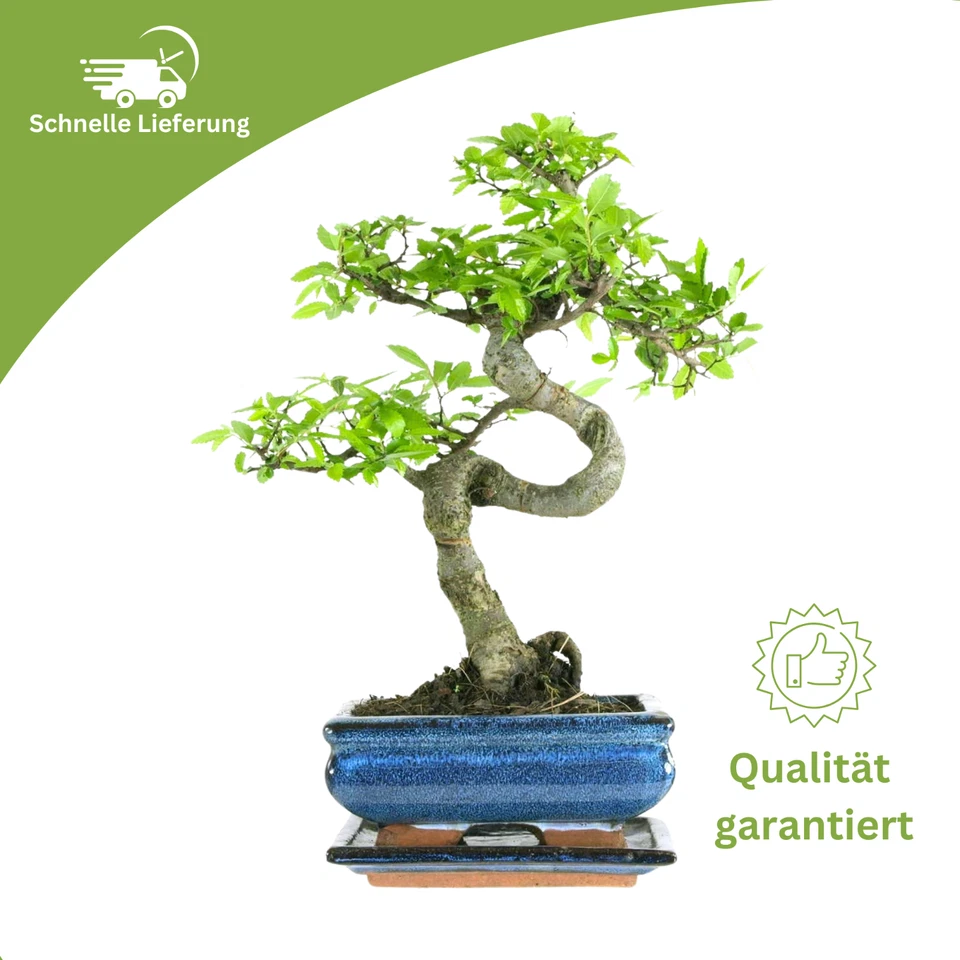 Bonsai Baum mit Keramik Blumentopf - Chinese elm - ca. 7 Jahre (15 cm Schale) - Bild 2 von 4