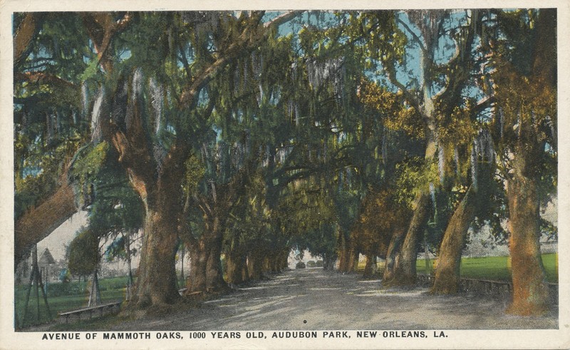 Avenue of mammoth Oaks NEW ORLEANS, LA WAVY LINE CANCEL 1921  (postcard)