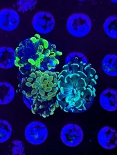 CKL Ultra Branching Hammer Frag Pack #4 WYSIWYG Live Coral LPS