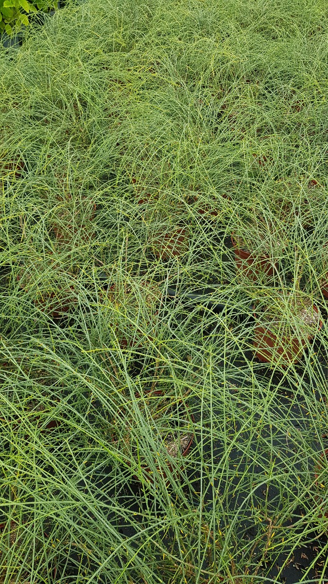 Genêt de Lydie en conteneur de 3L pour jardin ensoleillé