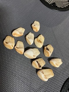 Elk Teeth Ivory Buglers Whistlers