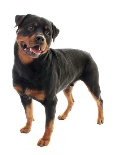 ROTTWEILER DOG GLOSSY POSTER PICTURE PHOTO PRINT herding black cute 4925 - 第 1/1 張圖片