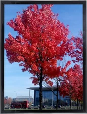 Medog 12x16 Picture Frame Black, Display Pictures 12" x 16" - Black Frame