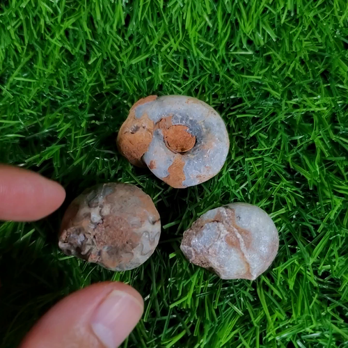 Special Price! 65G Beautifull Bundle Pack Permian Whole Permian Ammonite Fossil - Video 1 of 1