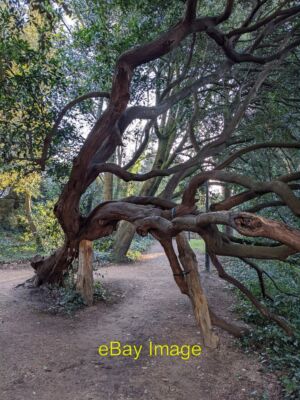 Foto 6x4 Baum auf Krücken Barnes um 2022