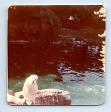 Old Vintage Square Color Photo CLOSE UP OF PARROT BY POND POOL SNAPSHOT PIC