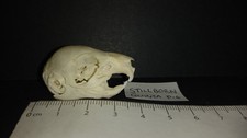 Genuine Domestic Guinea pig (Cavia porcellus) goth skull bone skeleton taxidermy