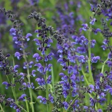 Salvia pratensis / Meadow Clary / Wildflower / Hardy Perennial / 100 Seeds
