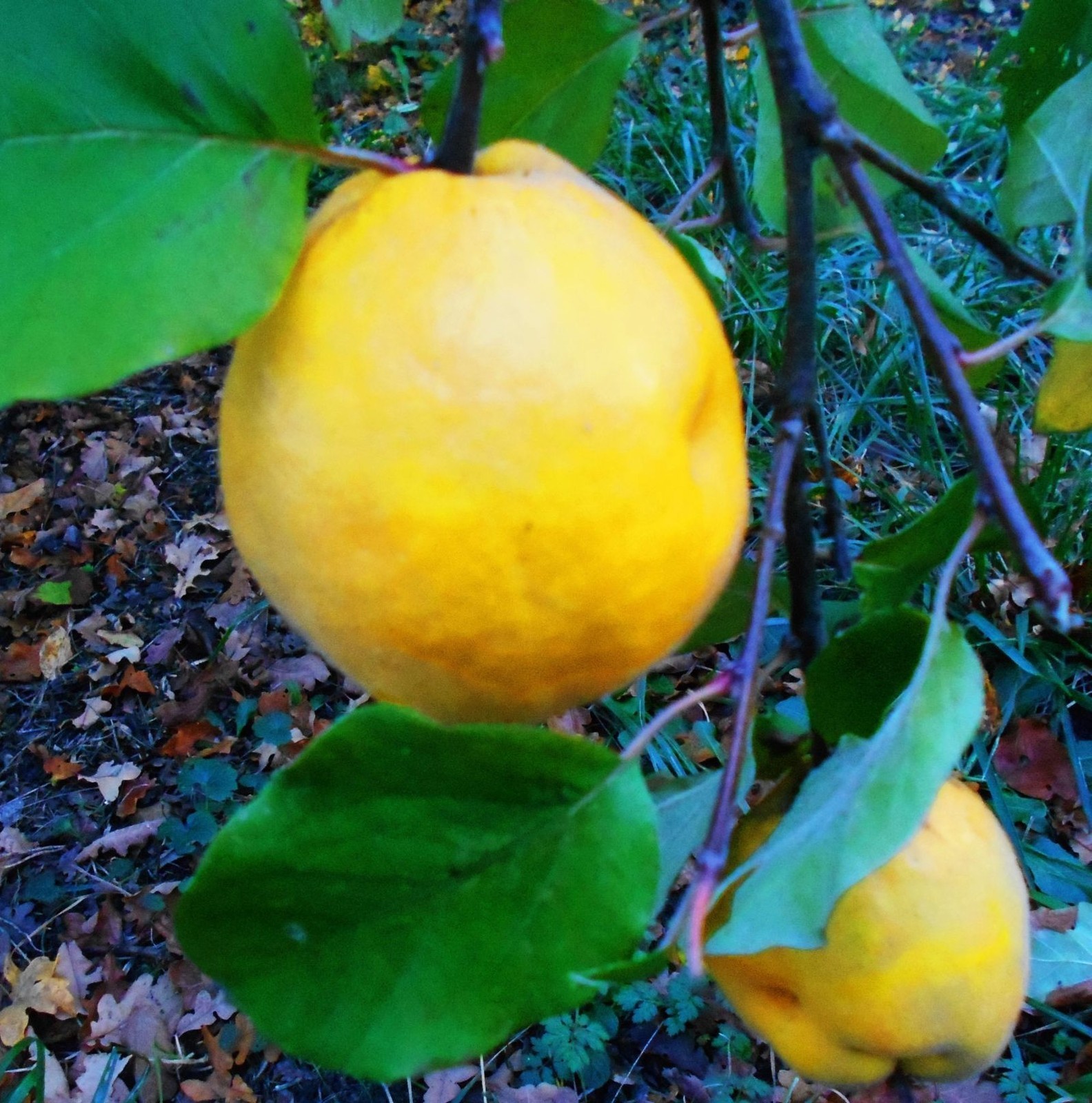Cognassier : lot de 2 pieds d'arbres fruitiers de 60 cm pour verger