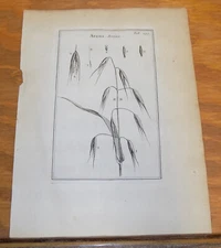 1700 BOTANICAL Print///WILD OATS