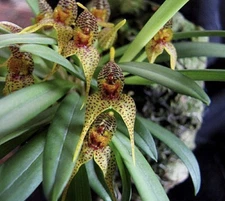 Dryadella edwallii miniature orchid species Brazil bloom size