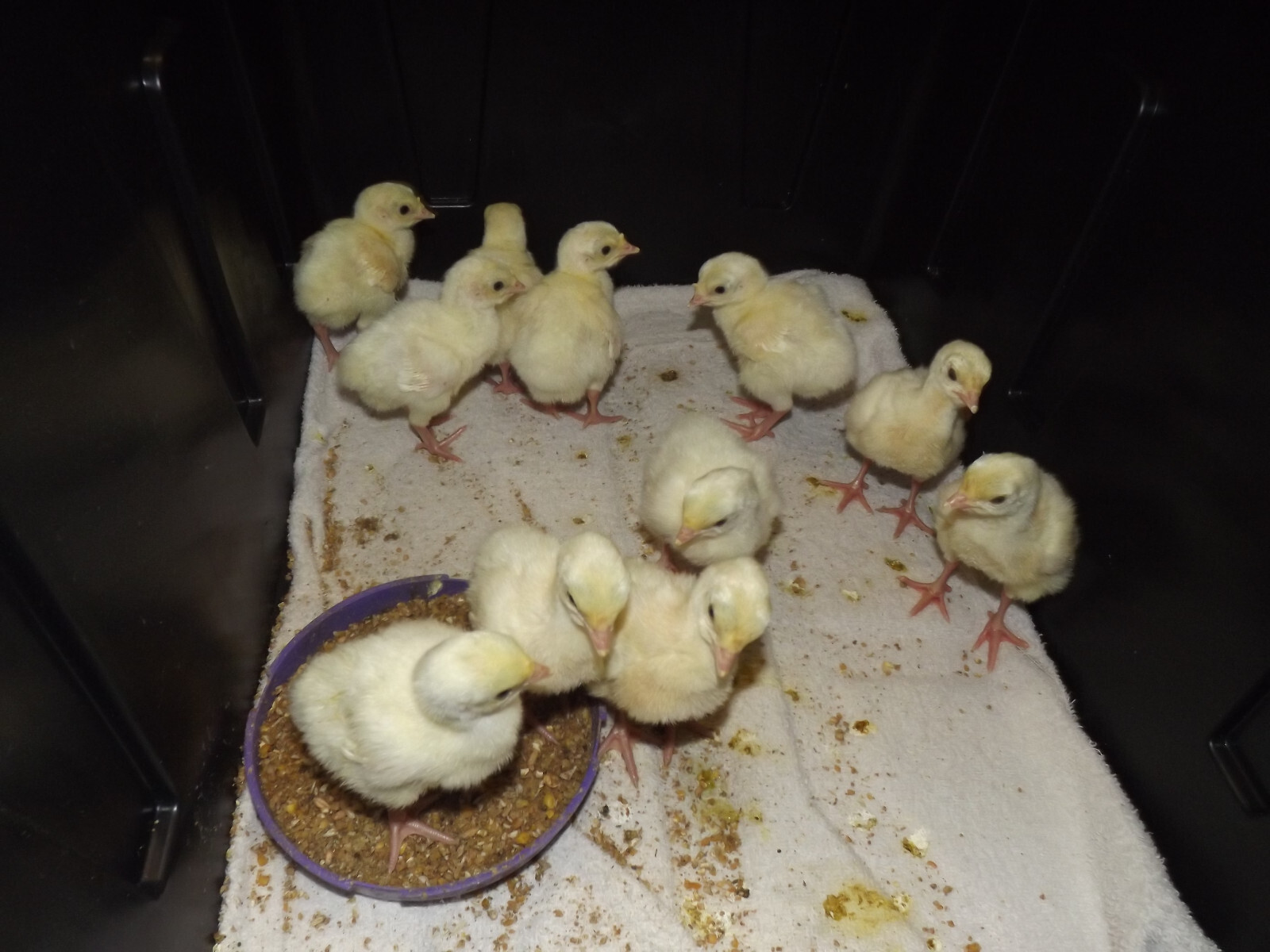 4 RARE HERITAGE BELTSVILLE WHITE TURKEY HATCHING EGGS ORGANIC FREE