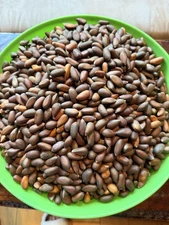 Raw Fresh Pinyon Pine Nuts California 2025 With Shell 5 Pounds For$125