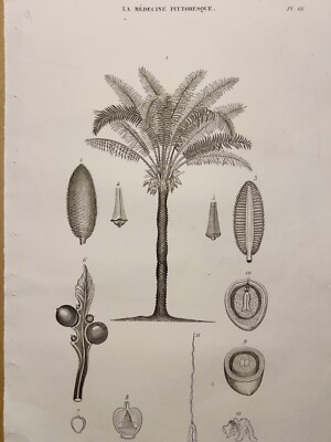 Antiquarische Kupferstisch 1834 Pflanze Palme Bäume Natur  Arzt Tattoo Skizze