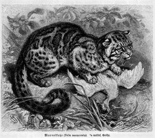 Marmelkatze (Catolynx marmoratus) Holzstich von 1891 KATZE