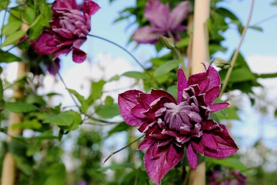 Clematis Purpurea Plenas Elegans - Live Plant in a 4 Inch Growers Pot - Image 4 of 4