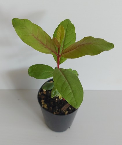 WILD PINK LEMON GUAVA PLANT-GROW YOUR OWN FRUIT TREE-SWEET TROPICAL FRUIT SHRUB - Picture 4 of 9