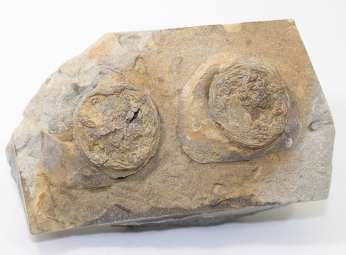 Edrioasteroidea, Isorophus cincinnatiensis, Ordovizium, Cinncinnati, Ohio -8664 - Picture 2 of 7